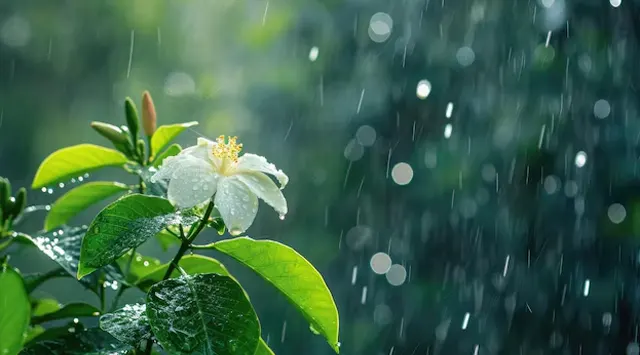 ଜୁନ୍ ୧୦ ସୁଦ୍ଧା ଓଡ଼ିଶାରେ ପ୍ରବେଶ କରିପାରେ ଦକ୍ଷିଣ ପଶ୍ଚିମ ମୌସୁମୀ: ସିଇସି