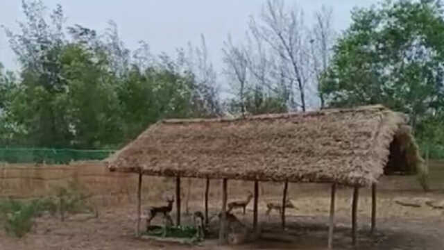 ନନ୍ଦନକାନନରୁ ବାଲୁଖଣ୍ଡ ଅଭୟାରଣ୍ୟ ଗଲେ କୃଷ୍ଣସାର ମୃଗ
