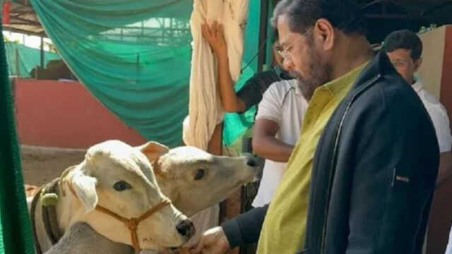 ଦେଶୀ ଗାଈକୁ ‘ରାଜ୍ୟମାତା’ର ମାନ୍ୟତା ଦେଲେ ମହାରାଷ୍ଟ୍ର ସରକାର