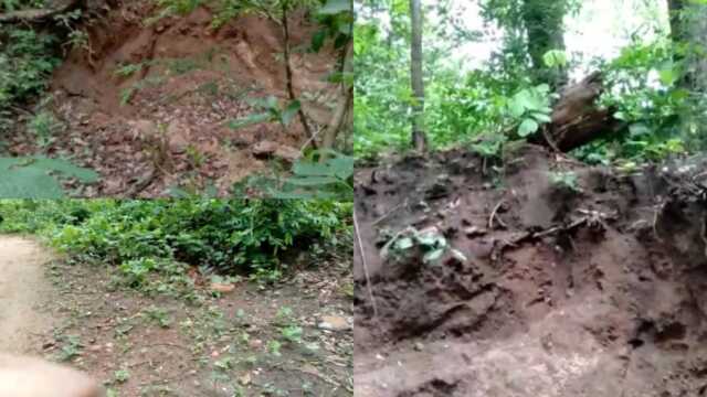 ‘ଜଙ୍ଗଲରେ ବନ୍ୟପ୍ରାଣୀଙ୍କ ଗତିବିଧି ଉପରେ ନଜର ରଖିବ ଏଆଇ’