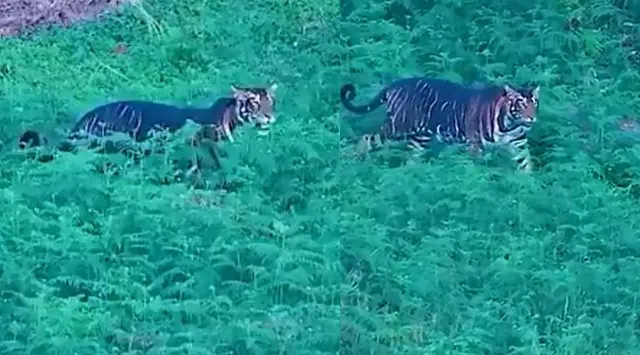 କ୍ୟାମେରାରେ କଏଦ ହେଲା କଳାବାଘ