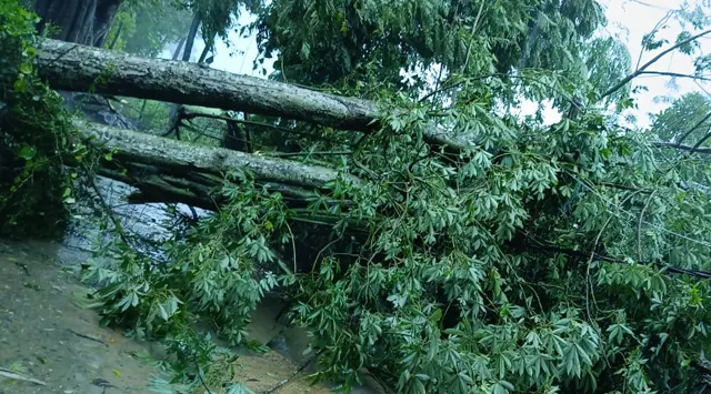ଦୁର୍ବଳ ହେଉଛି ‘ଦାନା’, ସରିଲା ଲ୍ୟାଣ୍ଡଫଲ୍‌ ପ୍ରକ୍ରିୟା