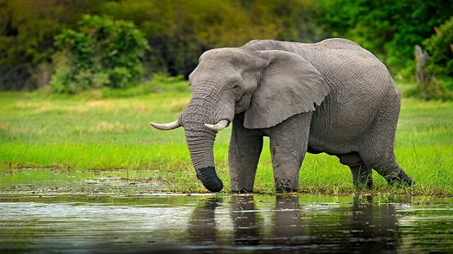 Elephant (1)