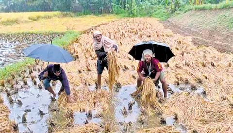 ଧାନର ମାନ ଖରାପ ଥିଲେ ବି କିଣିବେ ସରକାର; ଫସଲ ନଷ୍ଟ ପାଇଁ ମିଳିବ କ୍ଷତିପୂରଣ