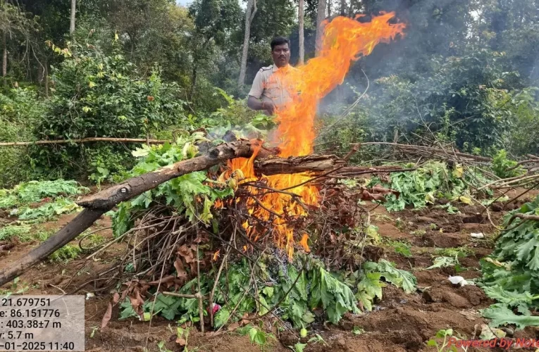 ଲକ୍ଷଲକ୍ଷ ଟଙ୍କାର ଅଫିମ ଗଛ ପୋଡ଼ିଲା ପ୍ରଶାସନ