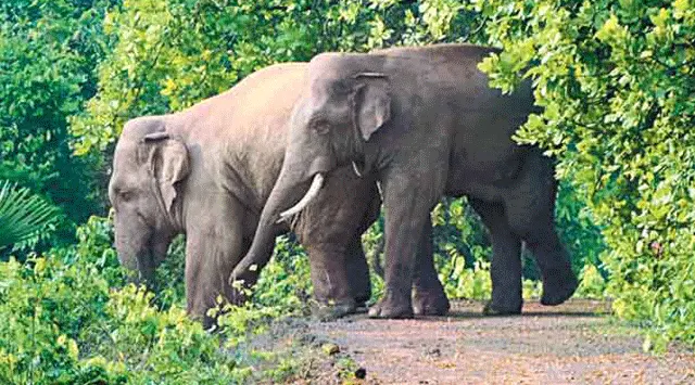 ବର୍ଷକରେ ମରିଛନ୍ତି ୮୧ ହାତୀ, ମୃତ୍ୟୁ ହାର ଚିନ୍ତାଜନକ