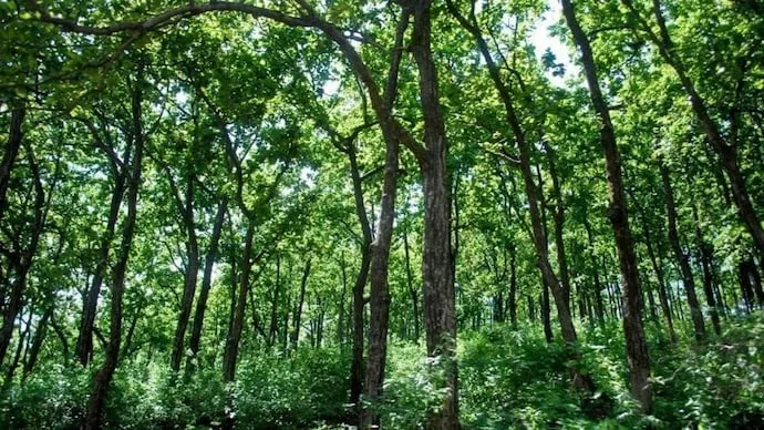 ୨ ଦଶନ୍ଧିରେ ଓଡ଼ିଶାରେ ଜଙ୍ଗଲ ଜମି ୪ ହଜାର ବର୍ଗ କିମିରୁ ଅଧିକ ବୃଦ୍ଧି ପାଇଛି