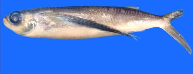 ପଶ୍ଚିମବଙ୍ଗ ଉପକୂଳରେ ଉଡ଼ନ୍ତା ମାଛ