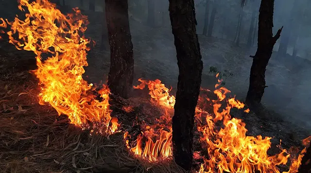 ୩ ମାସରେ ଜଳିଲାଣି ୩ ହଜାର ହେକ୍ଟର ଜଙ୍ଗଲ