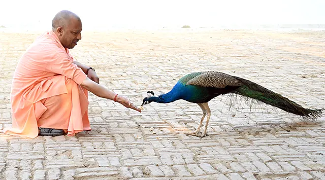 ଗୋରଖନାଥ ମନ୍ଦିରରେ ରଙ୍ଗ ଖେଳ ସହ ପକ୍ଷୀଙ୍କୁ ଖୁଆଇଲେ ଯୋଗୀ