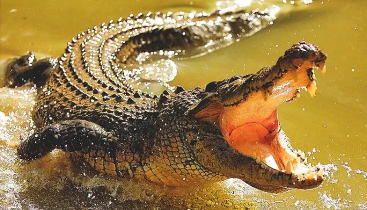 Crocodile22 750x430