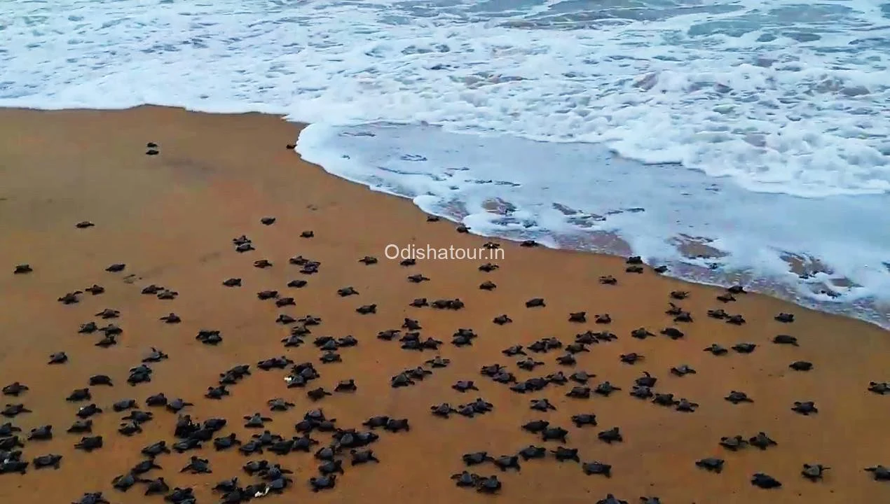 Olive Ridley Rushikulya River Ganjam 3