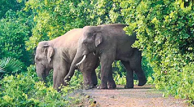 ବିଦ୍ୟୁତ୍ ଆଘାତରେ ୫ ବର୍ଷରେ ଗଲାଣି ୨୭ ହାତୀଙ୍କ ଜୀବନ