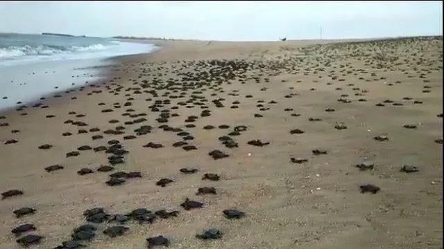 ଲକ୍ଷ ଲକ୍ଷ କଇଁଛ ଶାବକ ସମୁଦ୍ର ମୁହାଁ