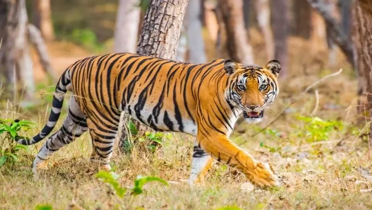 ଶିମିଳିପାଳରେ ଅଛନ୍ତି ୪୦ ମହାବଳ