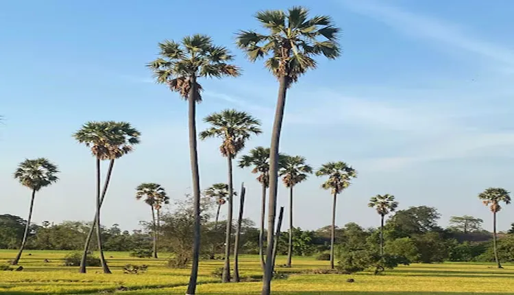 ତାଳଗଛ ଲଗାଇବାକୁ ସରକାର ଖର୍ଚ୍ଚ କରିବେ ୬ କୋଟି