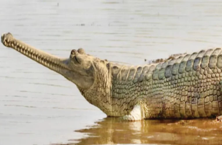 ମହାନଦୀ ଗଣ୍ଡରେ ମଗରଙ୍କ ପାଇଁ ବିପଦରେ ଘଡ଼ିଆଳ