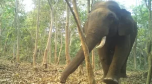 ବନ୍ୟପ୍ରାଣୀ ନିୟମ ଅନୁଯାୟୀ ମାନବ ମୃତ୍ୟୁ ଏବଂ ଘର କ୍ଷତି ପାଇଁ ଅନୁକମ୍ପାମୂଳକ ସହାୟତା ସଂଶୋଧନ କଲେ ଓଡ଼ିଶା ସରକାର