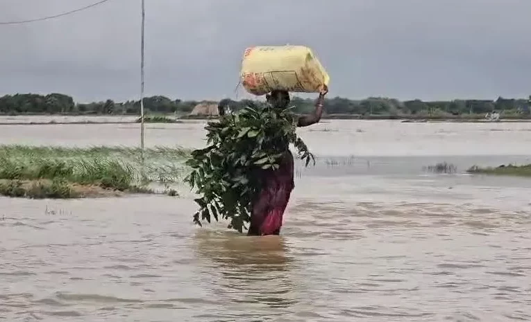 ଏବେବି ଖସିନି ବନ୍ୟାପାଣି, ଉଜୁଡିବ ସାରଦା ଧାନତଳି