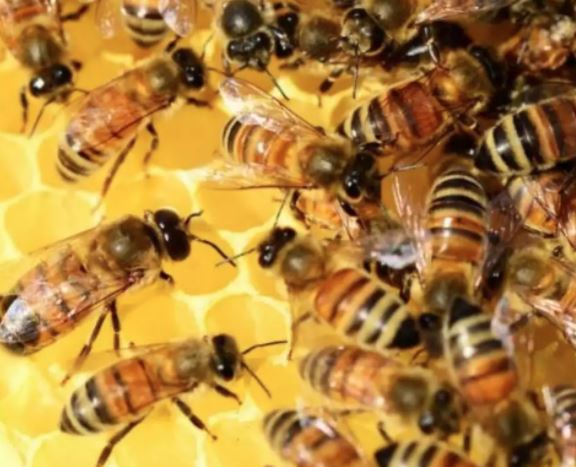 Bee