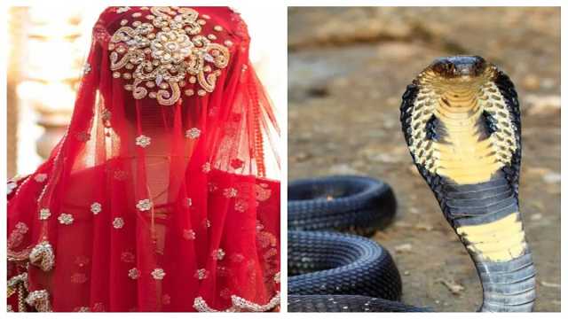 ଯୌତୁକ ପାଇଁ ବୋହୂକୁ କାମୁଡ଼ିଲା ନାଗ, ବଞ୍ଚାଇବା ପରିବର୍ତ୍ତେ ହସୁଥିଲେ ଶ୍ୱଶୁର ଘର ଲୋକେ