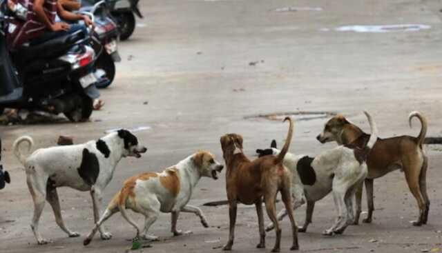 Dog 1 1