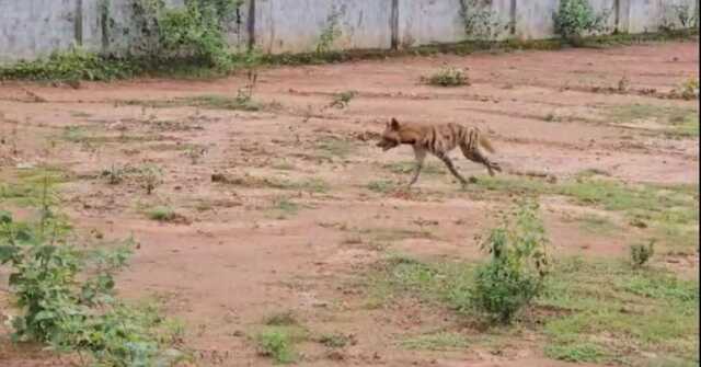 Tiger story2 1