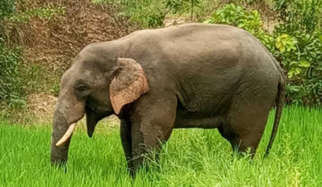 ବୃଦ୍ଧଙ୍କୁ କଚାଡି ମାରି ଦେଲା ଦନ୍ତା