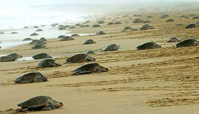 Olive ridley