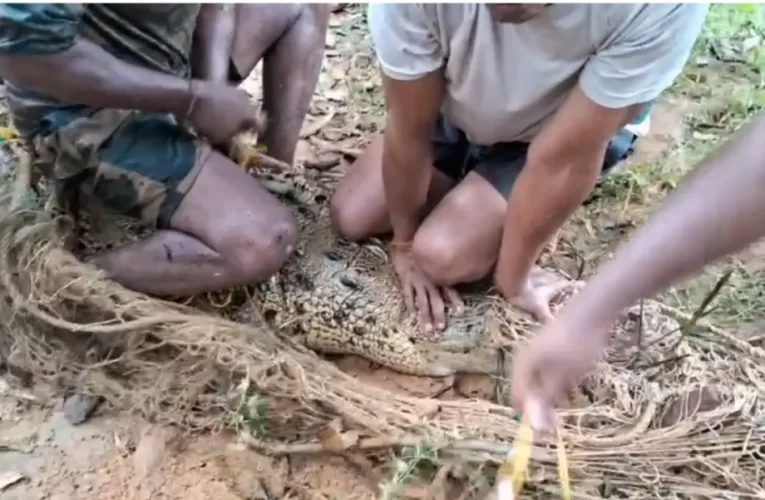 ପୋଖରୀରୁ କୁମ୍ଭୀର ଉଦ୍ଧାର