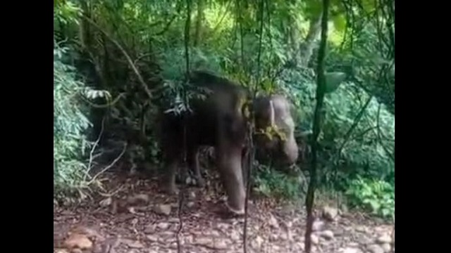 ଆଇଇଡି ବିସ୍ପୋରଣରେ ହାତୀ ଗୁରୁତର