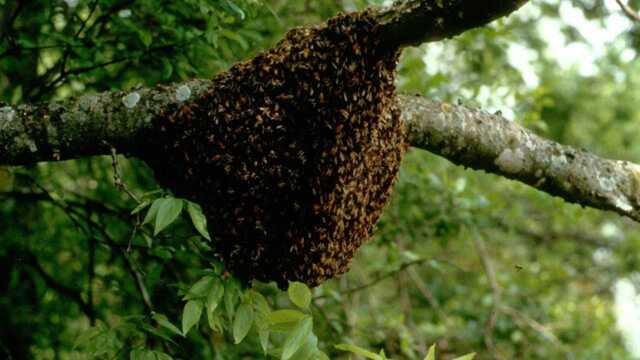 Honey bee attack