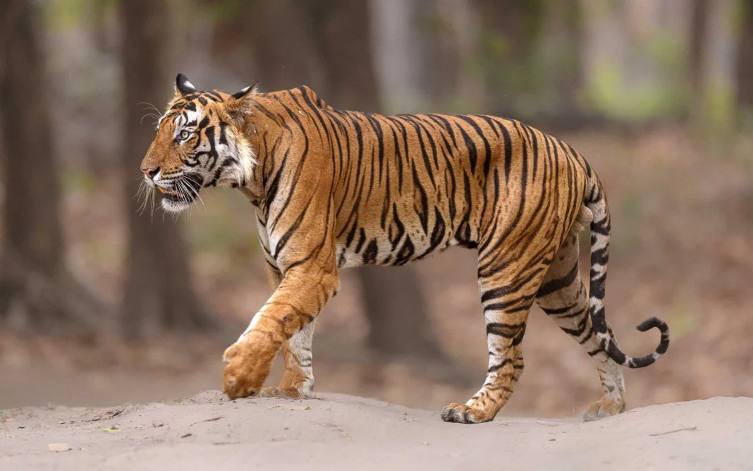 India tigers 00023 1068x668