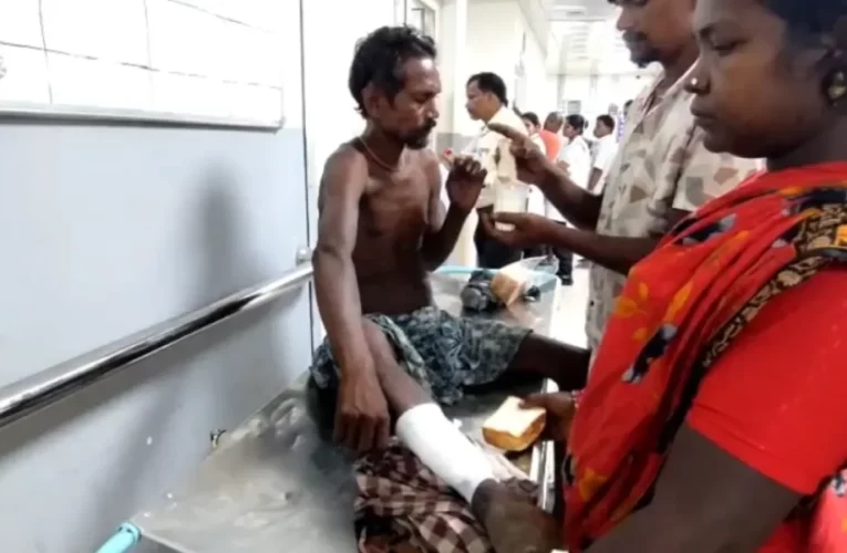 ବାଘ ଆକ୍ରମଣରେ ଛେଳି ଚରାଳି ଗୁରୁତର