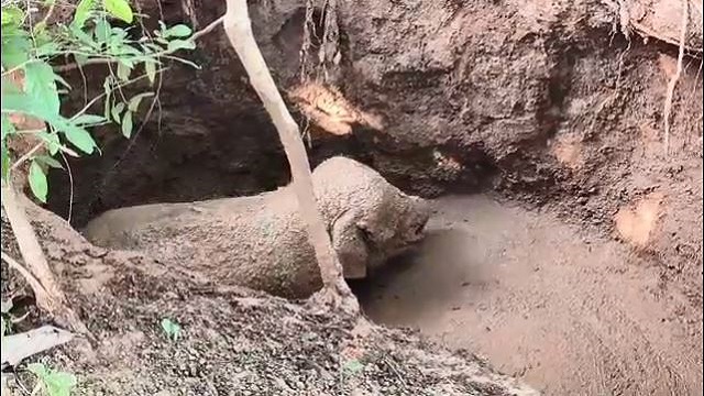 ପରିତ୍ୟକ୍ତ କୂଅରୁ ହାତୀ ଶାବକ ଉଦ୍ଧାର