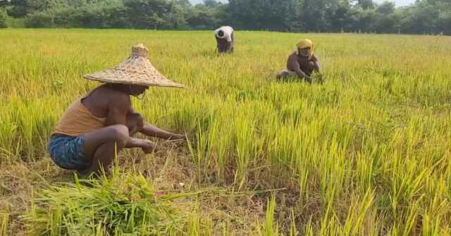 Farmer 1