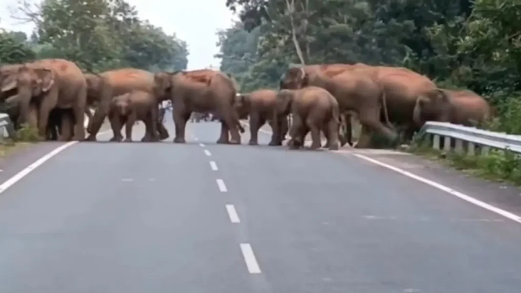 Elephants 1068x601