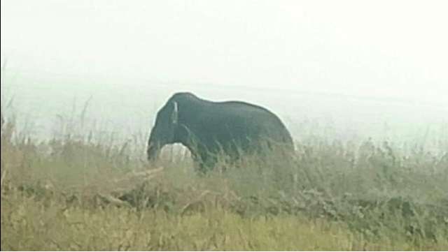 ଦଳିଦେଲା ଦନ୍ତା, ଯୁବକ ମୃତ