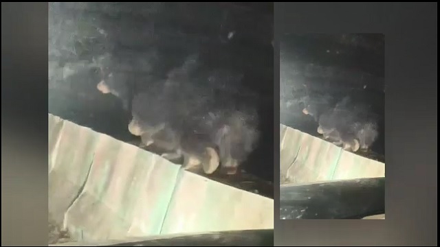 ଭାଲୁ ଆକ୍ରମଣରେ ମହିଳା ଗୁରୁତର