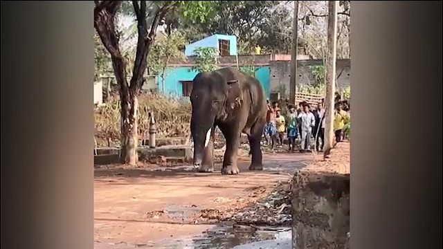 Elephant 1