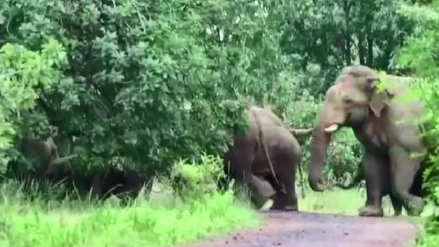 ହାତୀ ଆକ୍ରମଣରେ ଜଣେ ମୃତ
