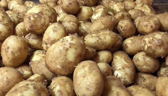 Potato 2