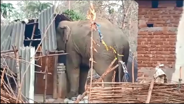 ଗାଁରେ ପଶି ଘର ଭାଙ୍ଗିଲା, ଚାଉଳ ବସ୍ତା ଉଠାଇ ନେଲା ଦନ୍ତା