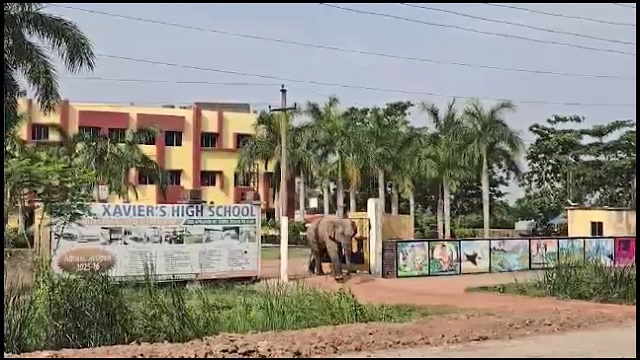 ବାଟବଣା ହୋଇ ସ୍କୁଲରେ ପଶିଲା ଦନ୍ତା, ଲୋକେ ଭୟଭୀତ