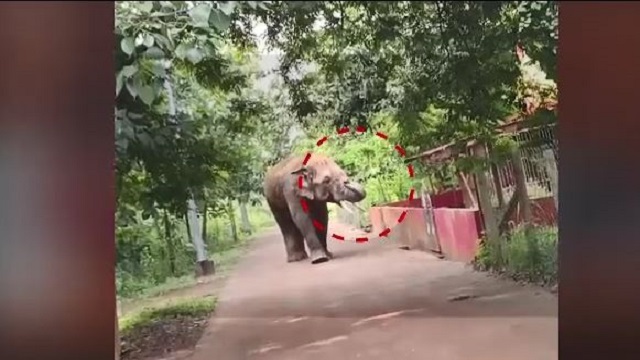 ମହିଳାଙ୍କୁ ଦଳି ମାରି ଦେଲା ହାତୀ