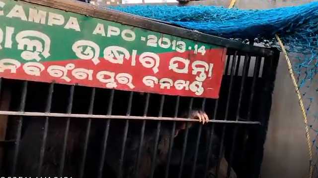 ୪ ଘଣ୍ଟାର ଅପରେଶନ୍ ପରେ କଲଭର୍ଟରୁ ଭାଲୁକୁ କାବୁ କଲା ବନବିଭାଗ