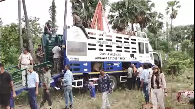 ୭ ଘଣ୍ଟାର କସରତ ପରେ ନରହନ୍ତା ଦନ୍ତାକୁ କାବୁ କଲା ବନ ବିଭାଗ