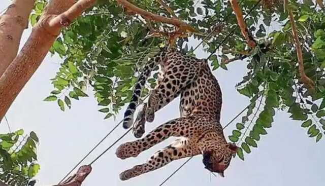 ଗଛରୁ ଝୁଲନ୍ତା ଅବସ୍ଥାରେ କଲରାପତରିଆ ବାଘର ମୃତଦେହ ଉଦ୍ଧାର