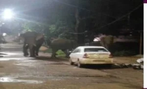 ଚମ୍ପୁଆ ବଜାରରେ ପଶିଲେ ୧୮ ଟିକିଆ ହାତୀପଲ