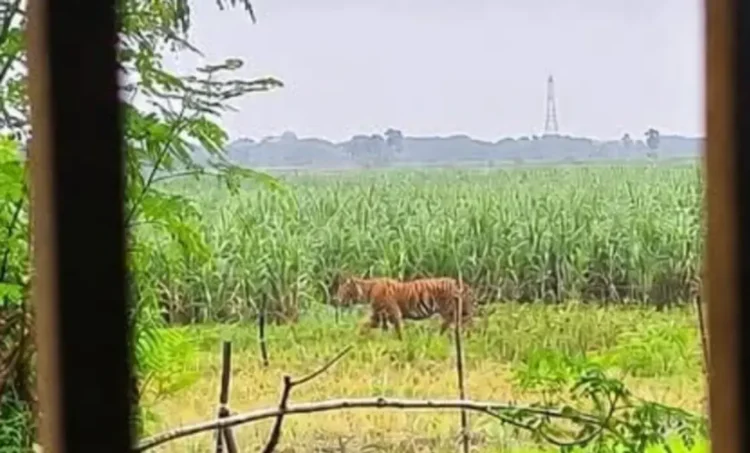 AI ବାଘ ଫଟୋ ଭାଇରାଲ୍ କରି ବନ୍ଧା ହେଲେ ଯୁବକ